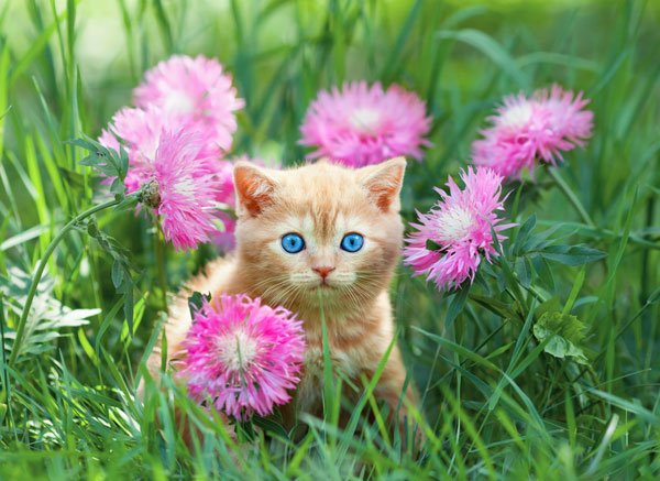 orange-kitten-pink-flowers